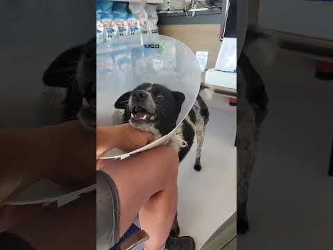 Cocky en vidéo 7