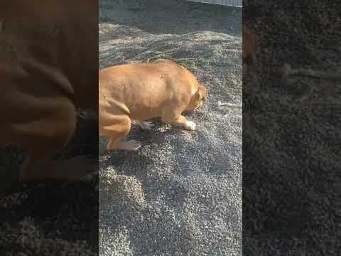 Tunari en vidéo 2