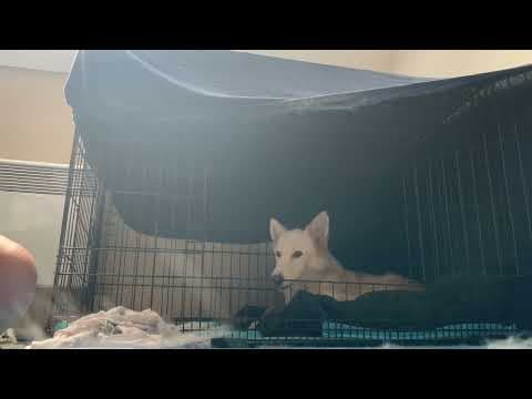 Drogon en vidéo 5