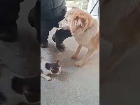Zuko en vidéo 9