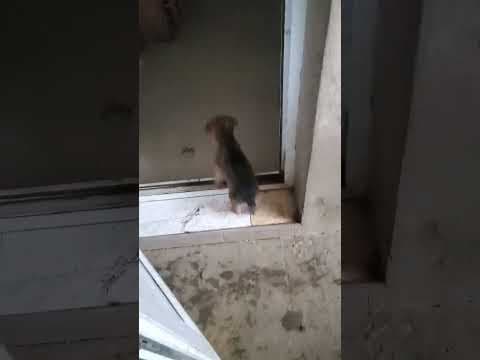 Vodka en vidéo 2