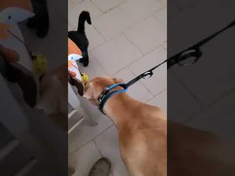 Tunari en vidéo 1