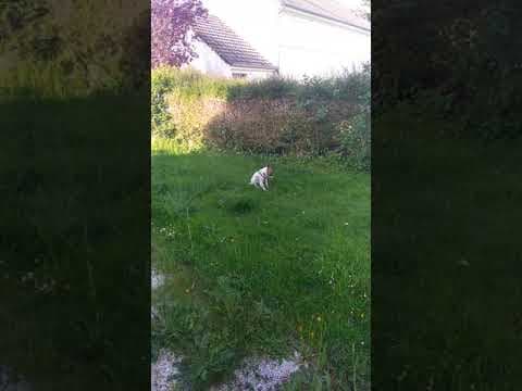 Pilaf en vidéo 1