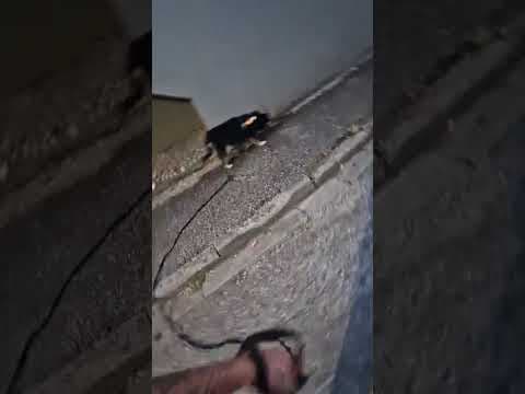 Sencha en vidéo 4