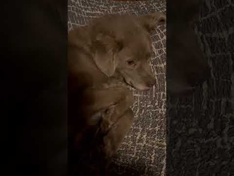 Cristesti en vidéo 6