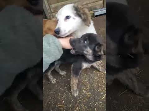 Mira en vidéo 1