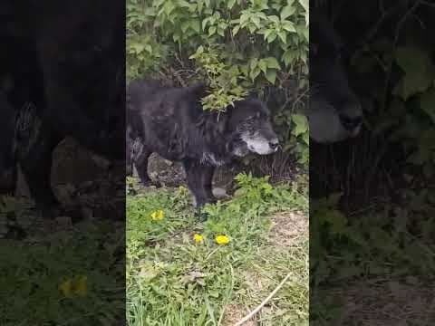 Avalon en vidéo 3