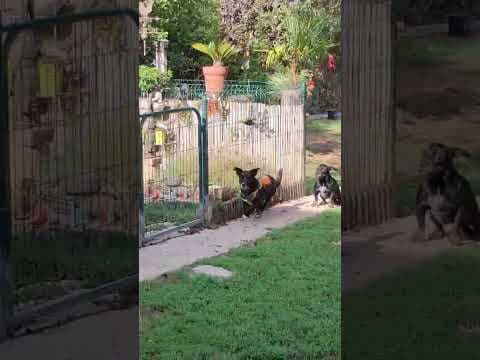 Babouche en vidéo 1