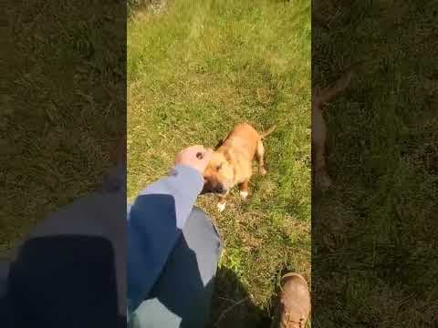 Veverita en vidéo 2