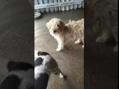 Evira en vidéo 2