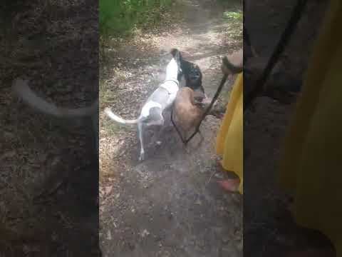 Vodka en vidéo 5