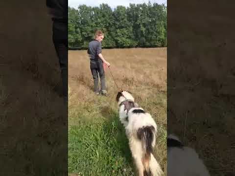 Alfred en vidéo 1