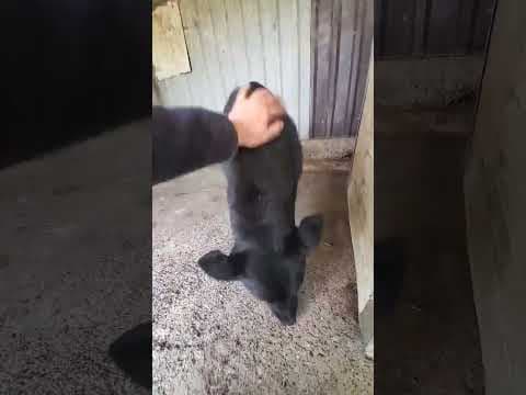 Tabka en vidéo 1
