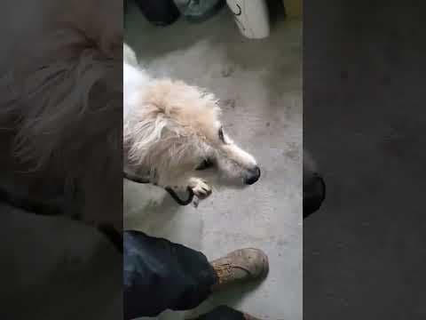 Hagrid en vidéo 3