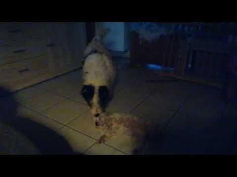 Hiona en vidéo 7