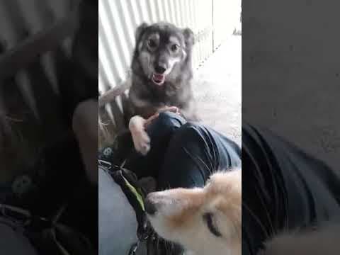 Chipo en vidéo 6