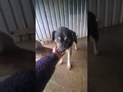 Douchka en vidéo 1