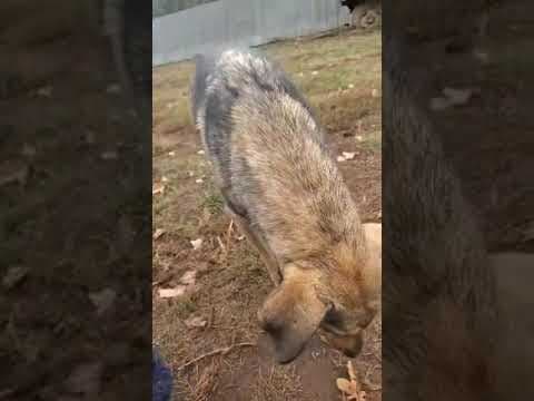 Ciacova en vidéo 1