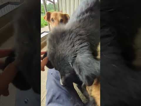Grisette en vidéo 1