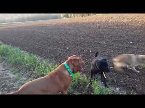 Tiger en vidéo 8