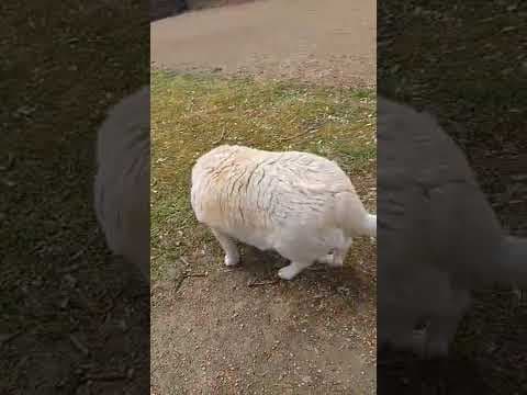 Cyrano en vidéo 12