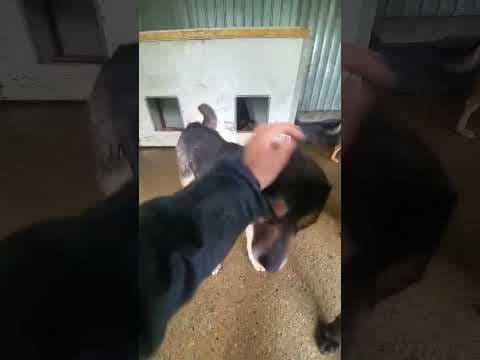 Douchka en vidéo 2