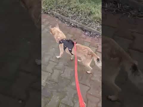 Kitkat en vidéo 3