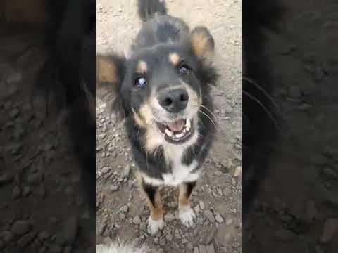 Sencha en vidéo 1