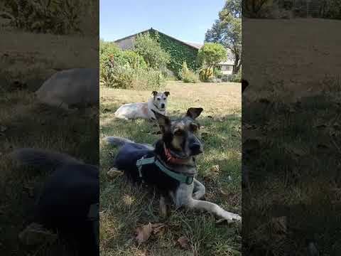 Lada en vidéo 7