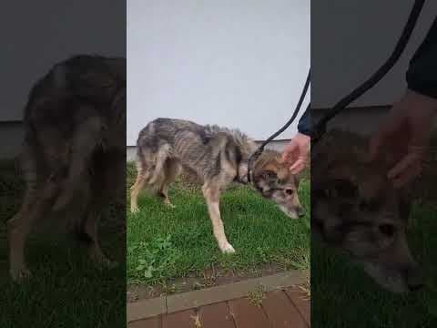 Kala en vidéo 1
