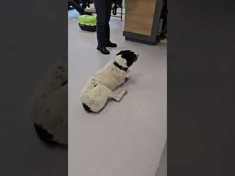 Cody en vidéo 1