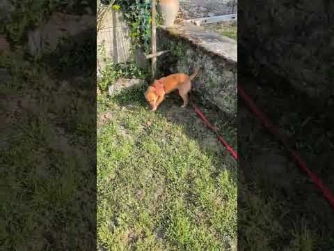 Veverita en vidéo 4