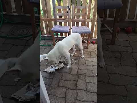 Yaggie en vidéo 1