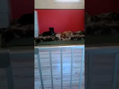 Mirza en vidéo 9