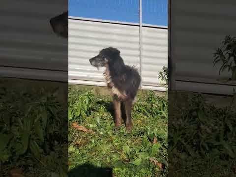 Abel en vidéo 2