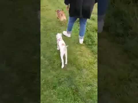 Delight en vidéo 1