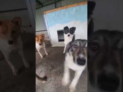 Darell en vidéo 1