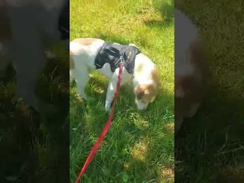 Carson en vidéo 2
