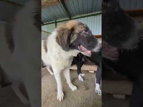 Grisette en vidéo 2