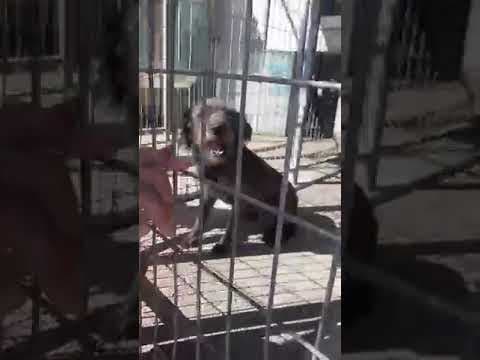 Catou en vidéo 1