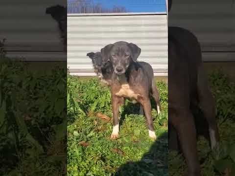 Nemesis en vidéo 1