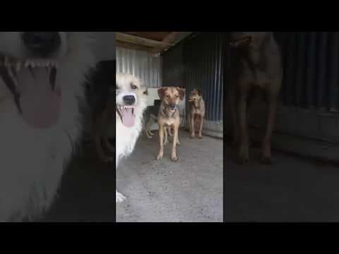 Romeo en vidéo 2