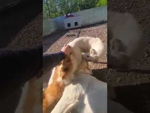 Yellow en vidéo 1