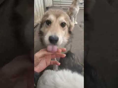 Clapa en vidéo 2