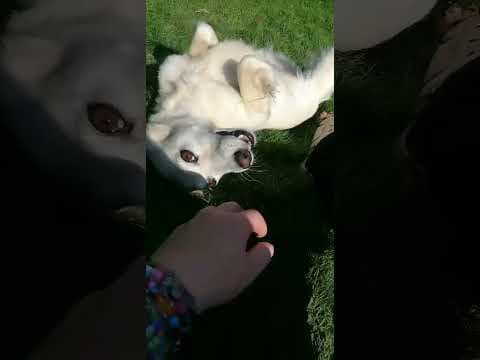 Sumi en vidéo 6