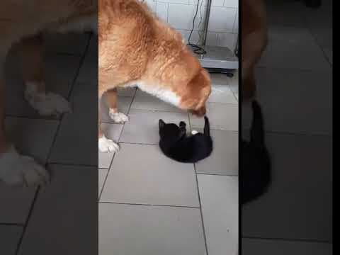 Praline en vidéo 7