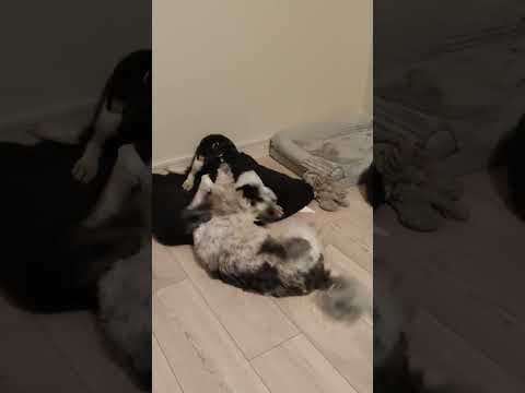 Copernica en vidéo 4