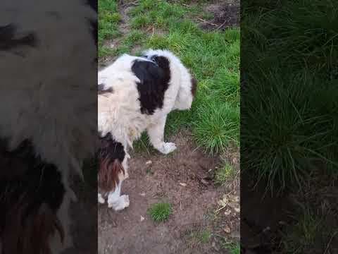 Ixia en vidéo 6