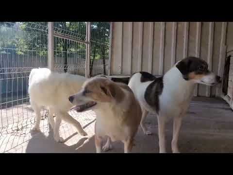 Bumper en vidéo 6