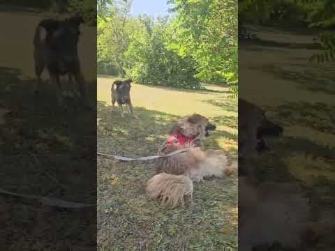 Lulu en vidéo 5